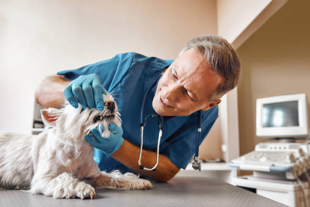 Best Emergency Care for Gum Disease in North Fort Myers, FL